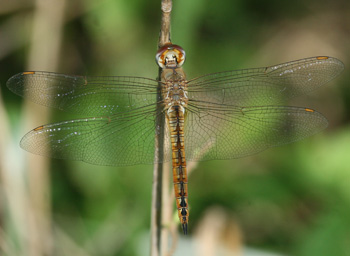 Wandering Glider Wandering Glider